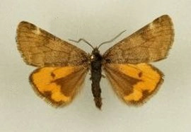 oranje espenspanner, Boudinotiana notha, museum.jpg